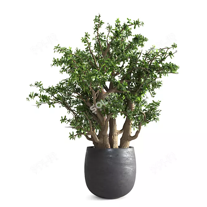  Lush Jade Bonsai Set 3D model image 2