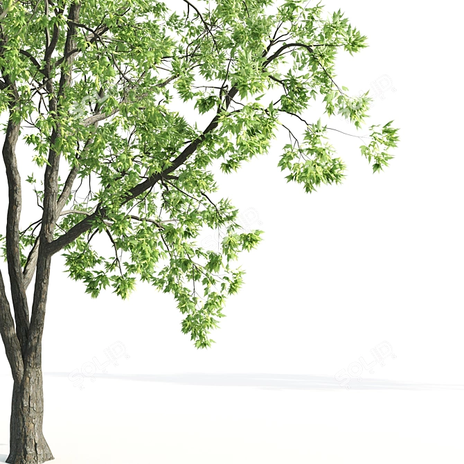 Acer CISSIFOLIUM - 3D Plant Model 3D model image 2