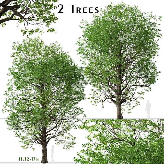 Graceful Japanese Zelkova Set (2 Trees) 3D model image 1