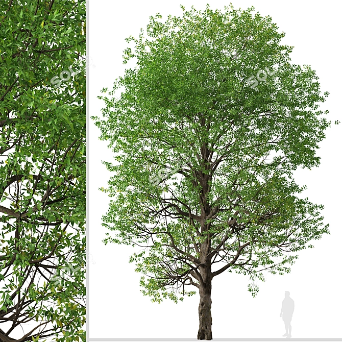 Graceful Japanese Zelkova Set (2 Trees) 3D model image 2