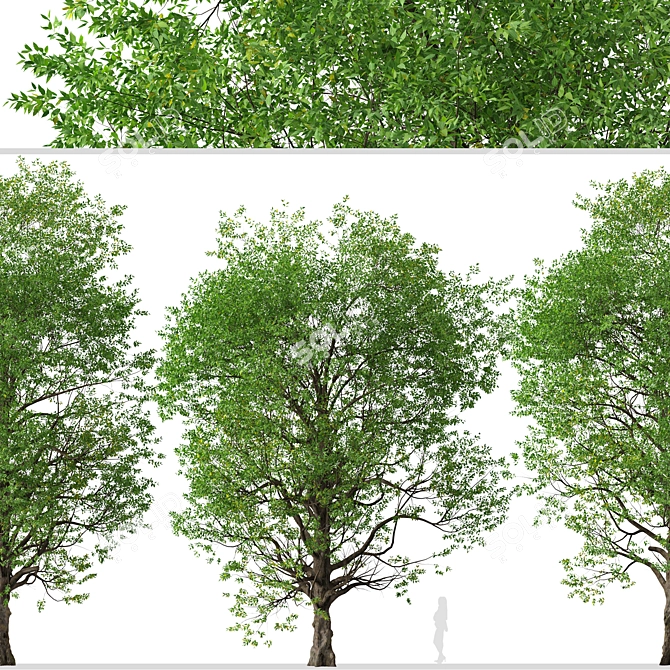Graceful Japanese Zelkova Set (2 Trees) 3D model image 3