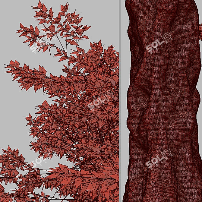 Graceful Japanese Zelkova Set (2 Trees) 3D model image 4
