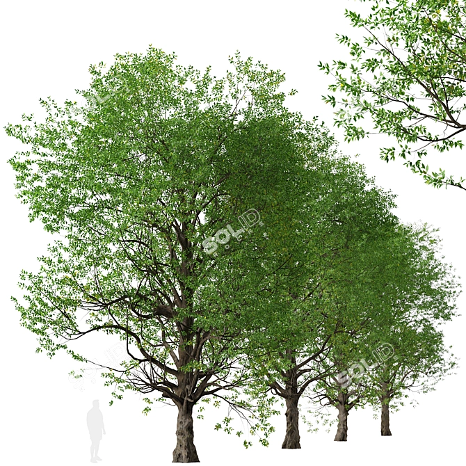 Graceful Japanese Zelkova Set (2 Trees) 3D model image 5