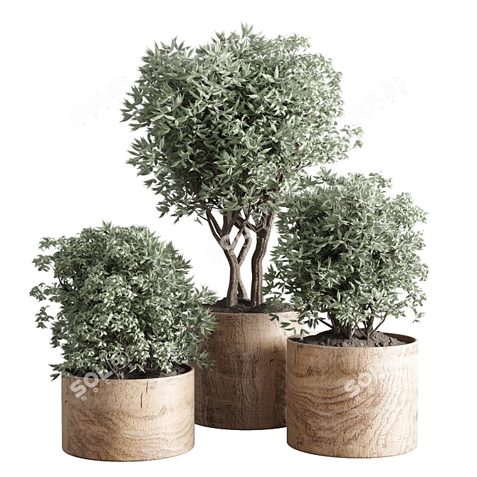 Wooden Vase Indoor Plant Collection 3D model image 1