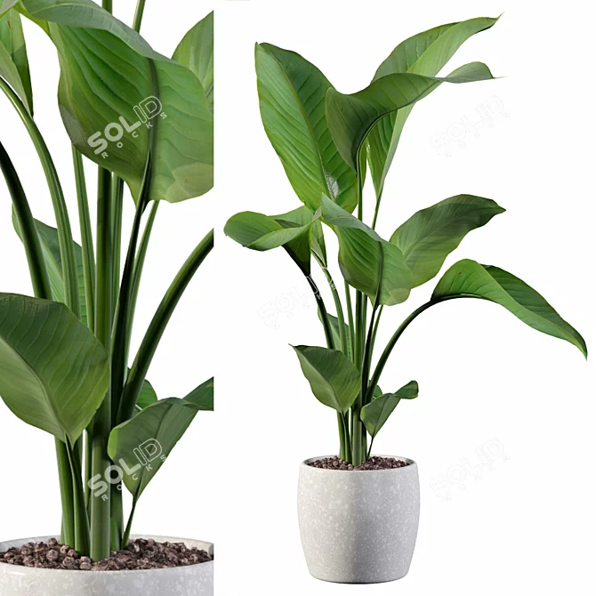 Exquisite Strelitzia Plants Collection 3D model image 1