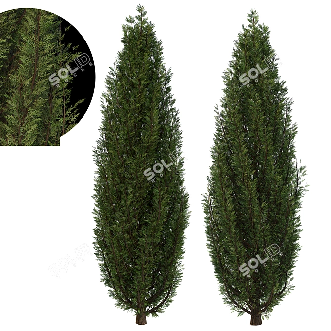 Fine Cupressus Tree: Close-up & Far Rendering 3D model image 1