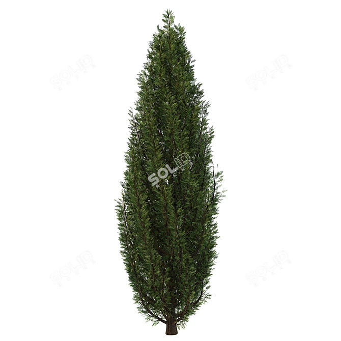 Fine Cupressus Tree: Close-up & Far Rendering 3D model image 2