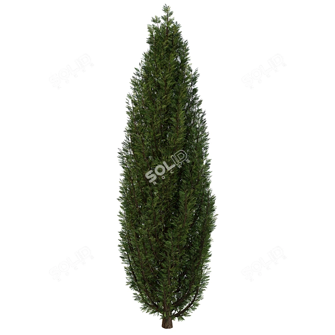 Fine Cupressus Tree: Close-up & Far Rendering 3D model image 3