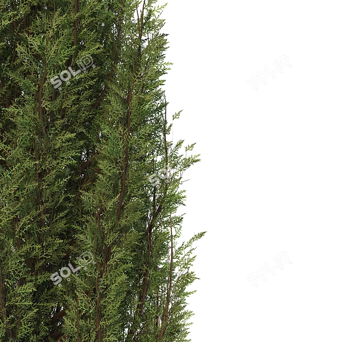 Fine Cupressus Tree: Close-up & Far Rendering 3D model image 4