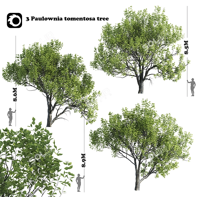 3 Paulownia Tomentosa Trees 3D model image 1