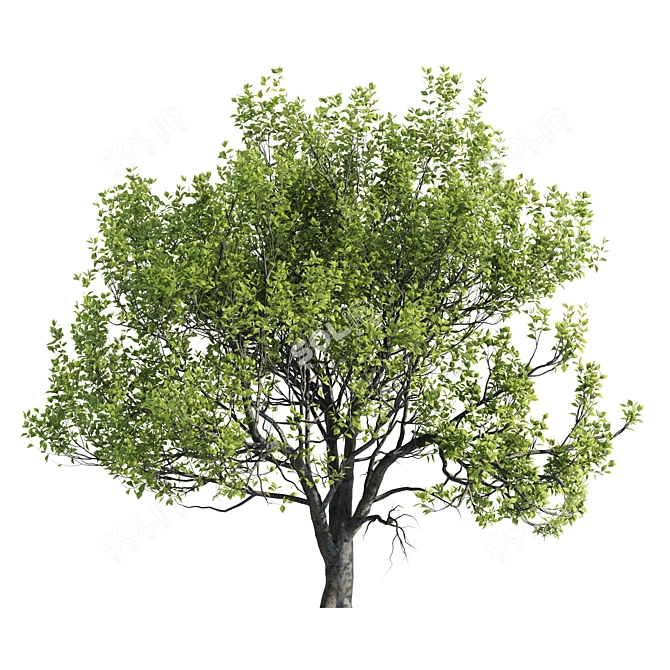 3 Paulownia Tomentosa Trees 3D model image 2