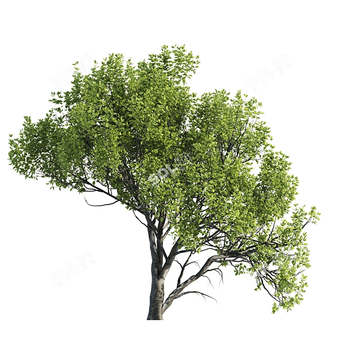 3 Paulownia Tomentosa Trees 3D model image 3