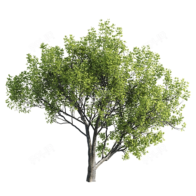 3 Paulownia Tomentosa Trees 3D model image 4