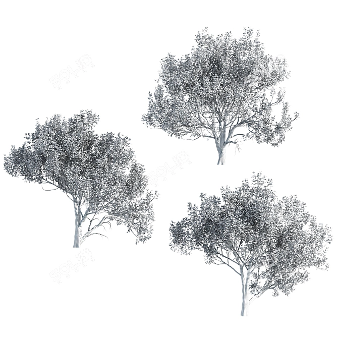 3 Paulownia Tomentosa Trees 3D model image 5