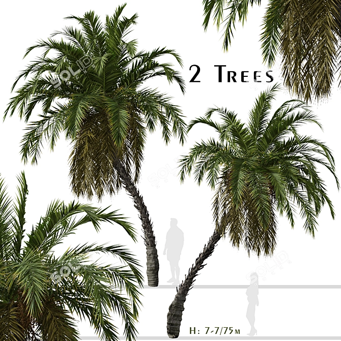 Exquisite Pair of Senegal Date Palms 3D model image 1