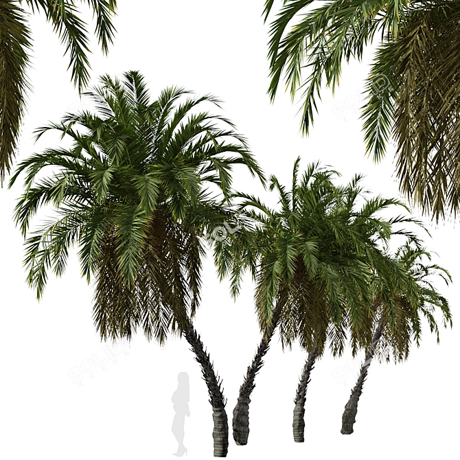 Exquisite Pair of Senegal Date Palms 3D model image 4