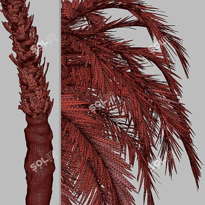 Exquisite Pair of Senegal Date Palms 3D model image 5