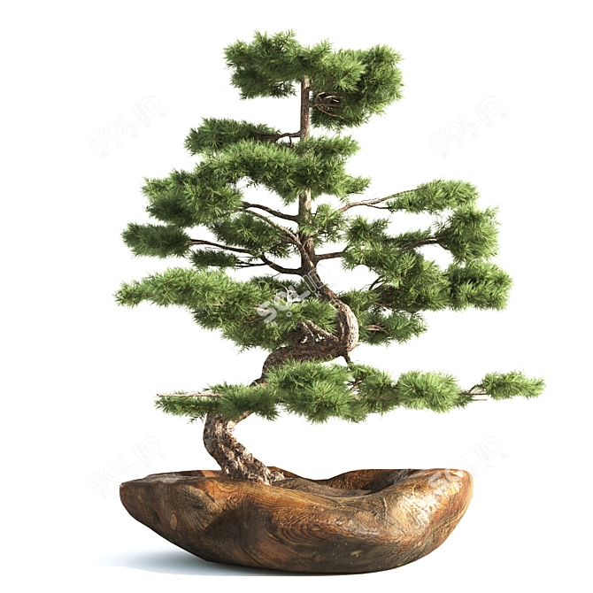 Bonsai03: Realistic 3D Plant Model 3D model image 1