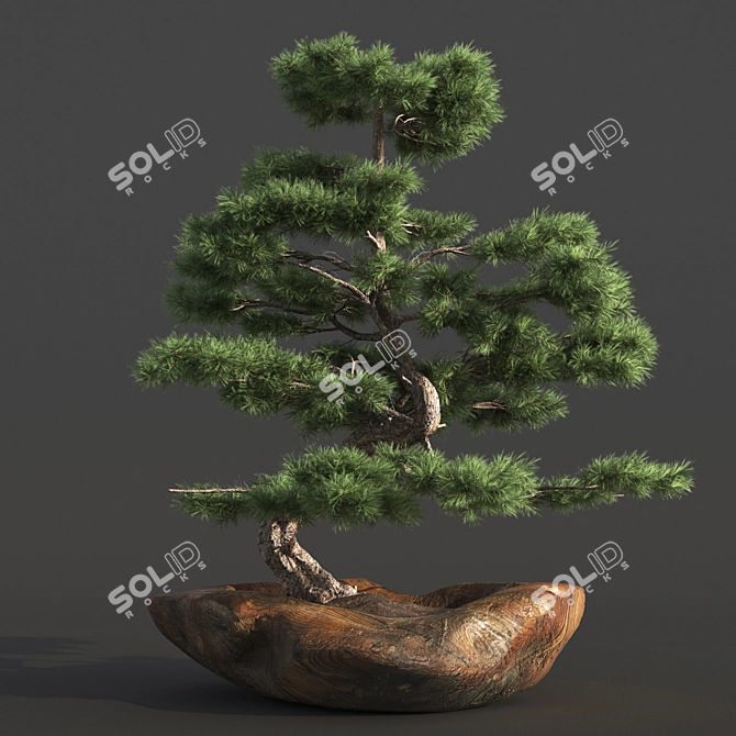 Bonsai03: Realistic 3D Plant Model 3D model image 5
