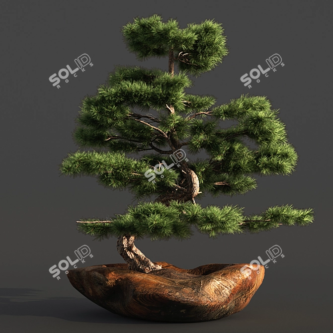 Bonsai03: Realistic 3D Plant Model 3D model image 6