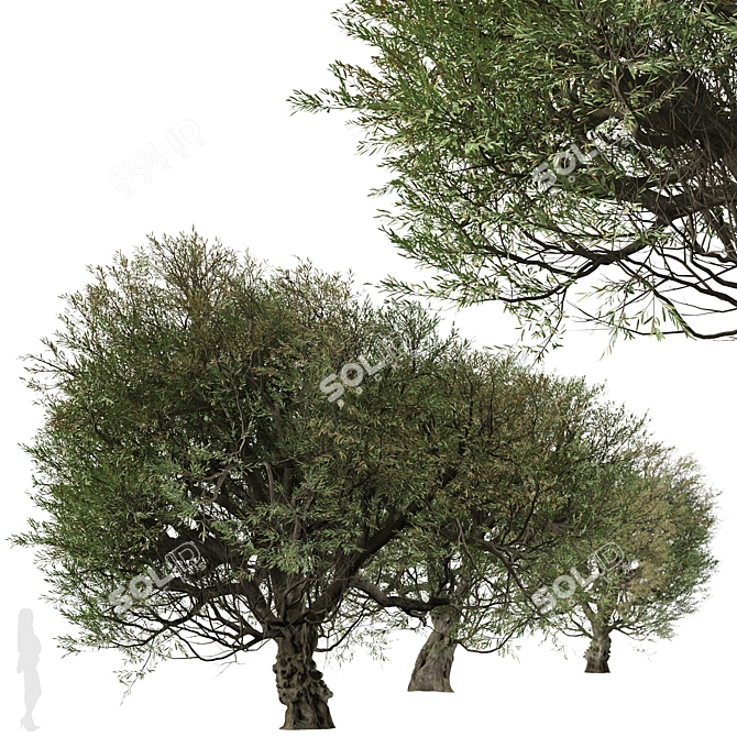 Mediterranean Duo: 2 Olive Trees 3D model image 5