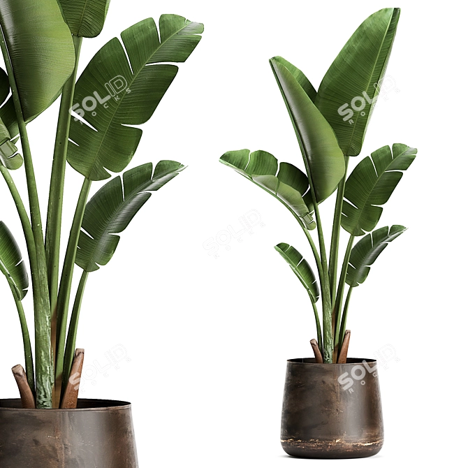 Tropical Plant Collection in Artisan Iron Pots 3D model image 1