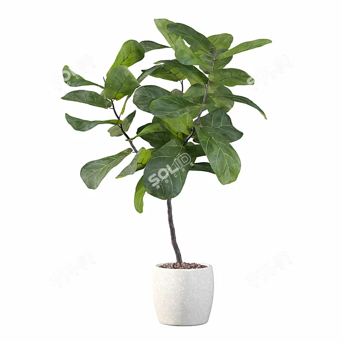 Ficus Lyrata Terrazio Pot 3D model image 2