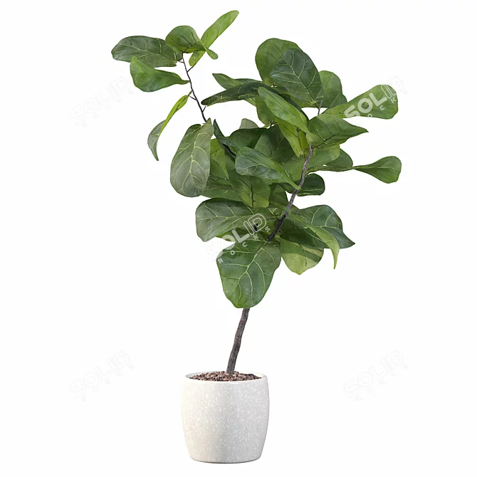 Ficus Lyrata Terrazio Pot 3D model image 3