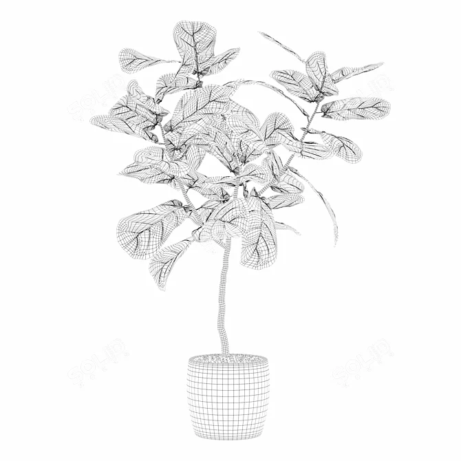 Ficus Lyrata Terrazio Pot 3D model image 4