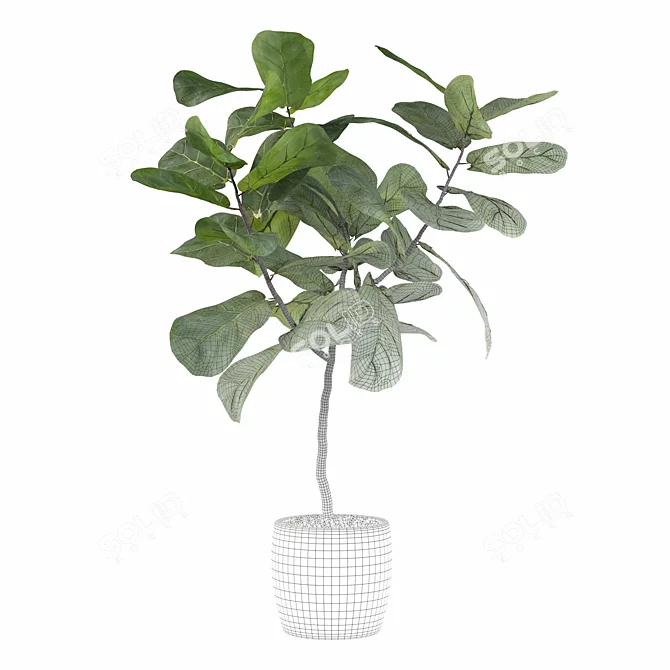 Ficus Lyrata Terrazio Pot 3D model image 5