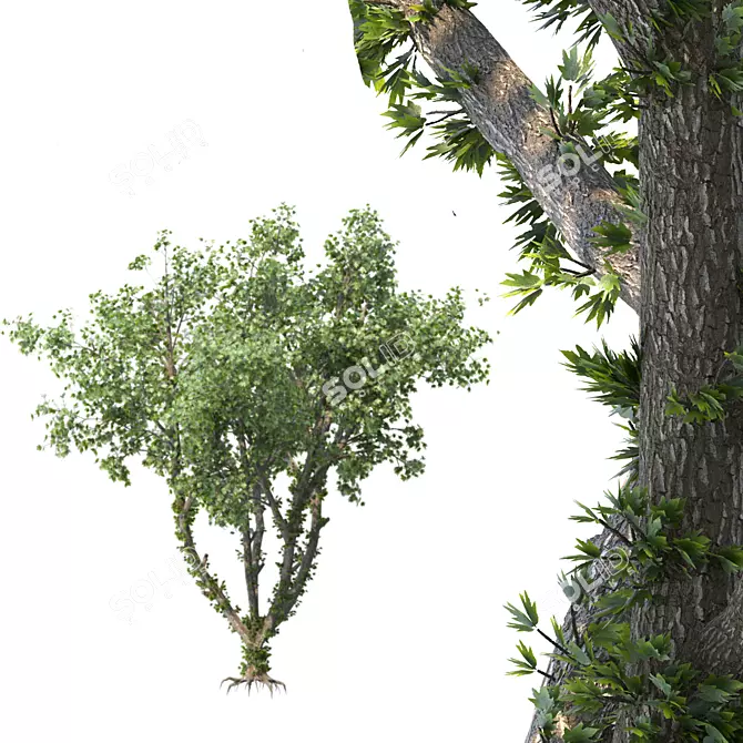 Speed Tree Model for Stunning Corona Renders 3D model image 1