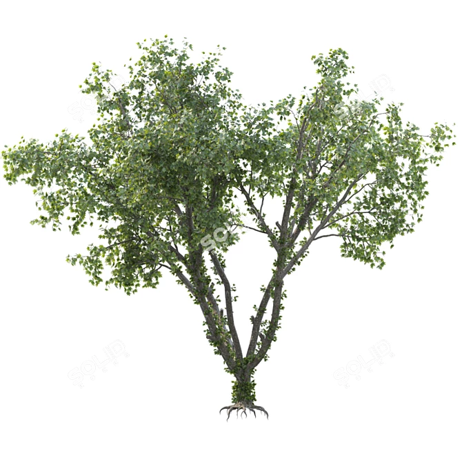 Speed Tree Model for Stunning Corona Renders 3D model image 2