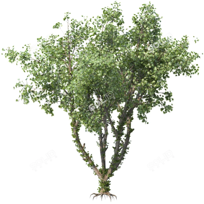 Speed Tree Model for Stunning Corona Renders 3D model image 4