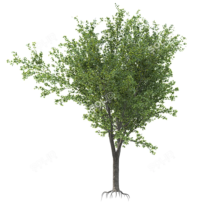 Speed Tree Model for Stunning Landscape 3D model image 2