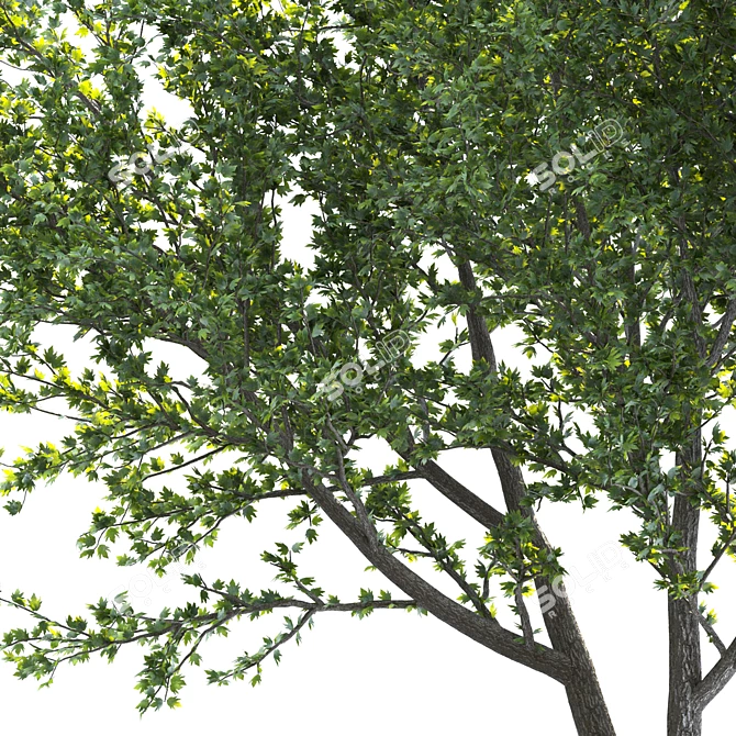 Speed Tree Model for Stunning Landscape 3D model image 3