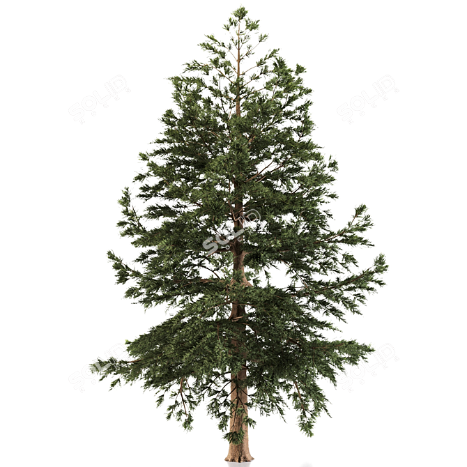 Japanese Larch: Majestic Mountain Tree 3D model image 4