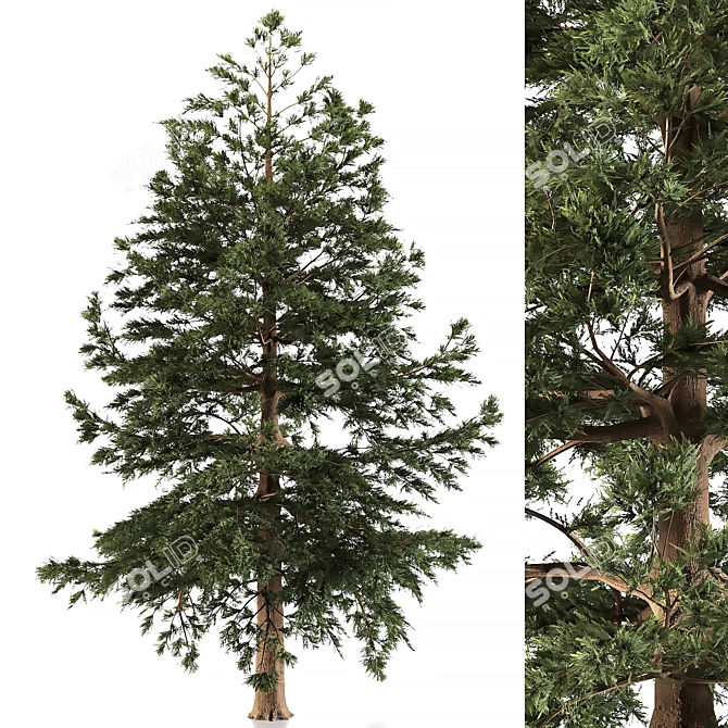 Japanese Larch: Majestic Mountain Tree 3D model image 5