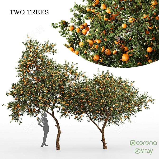 Citrus Orange Fruit Tree - 2 Trees 3D model image 1