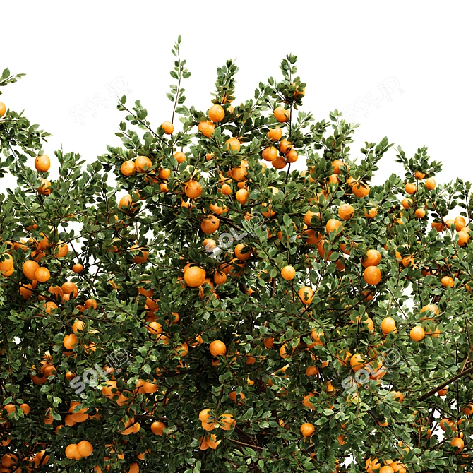 Citrus Orange Fruit Tree - 2 Trees 3D model image 4