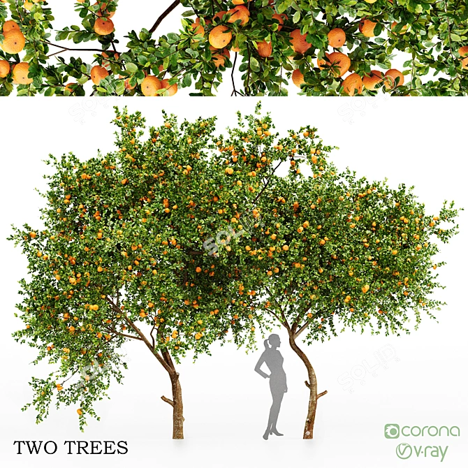 Tropical Delight: Tangerine Fruit Tree 3D model image 1