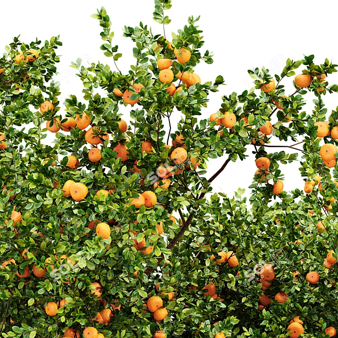 Tropical Delight: Tangerine Fruit Tree 3D model image 2