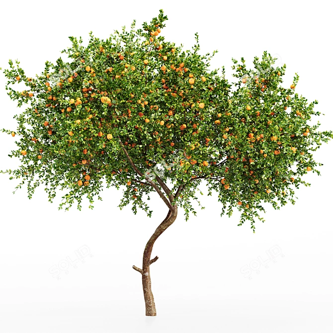 Tropical Delight: Tangerine Fruit Tree 3D model image 3