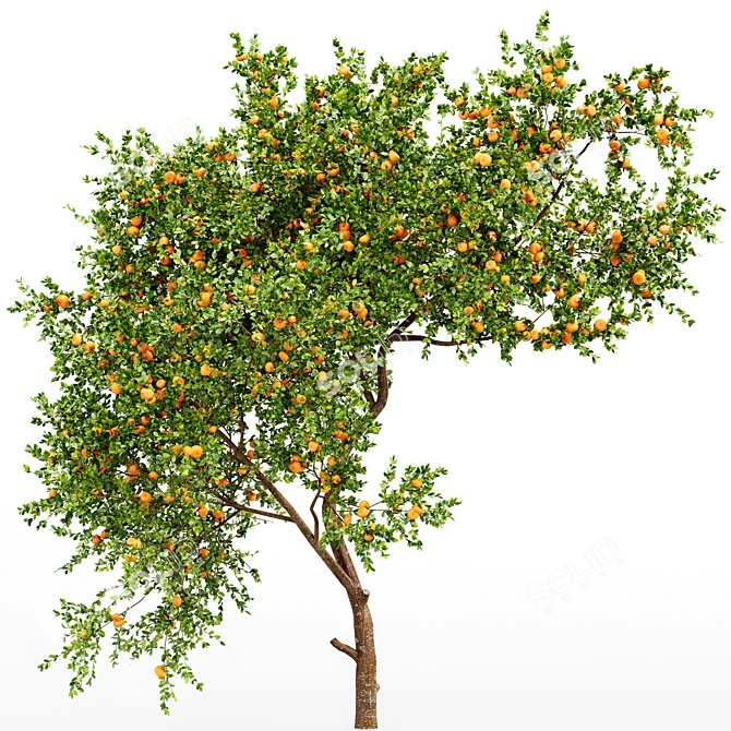 Tropical Delight: Tangerine Fruit Tree 3D model image 4