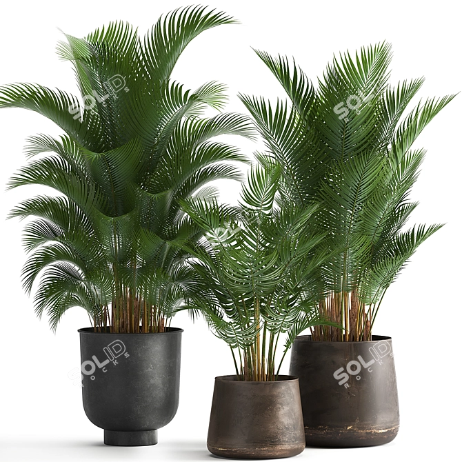 Tropical Plant Collection: Exotic Palms in Rustic Pots 3D model image 2