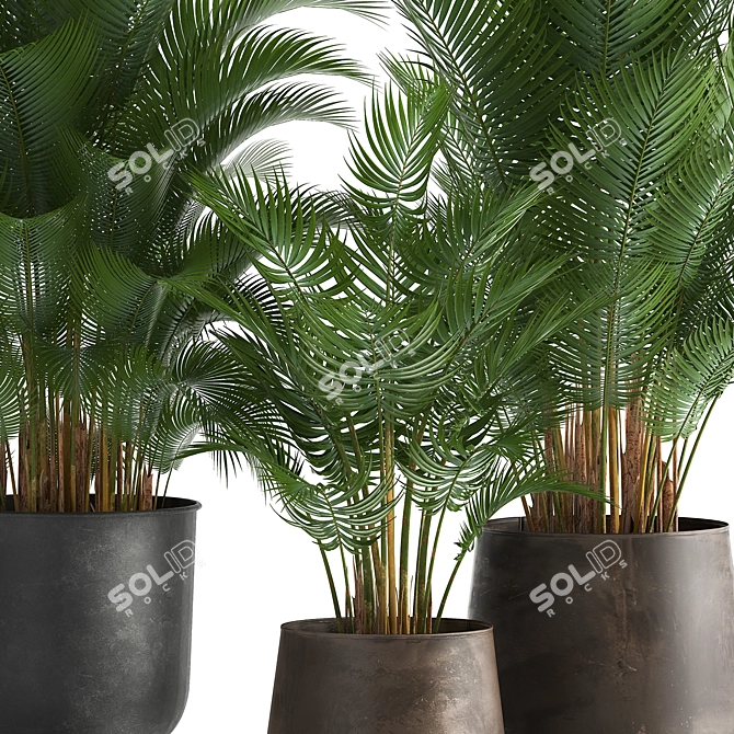 Tropical Plant Collection: Exotic Palms in Rustic Pots 3D model image 5