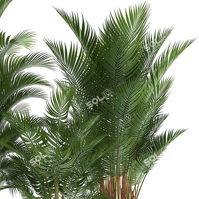 Tropical Plant Collection: Exotic Palms in Rustic Pots 3D model image 6
