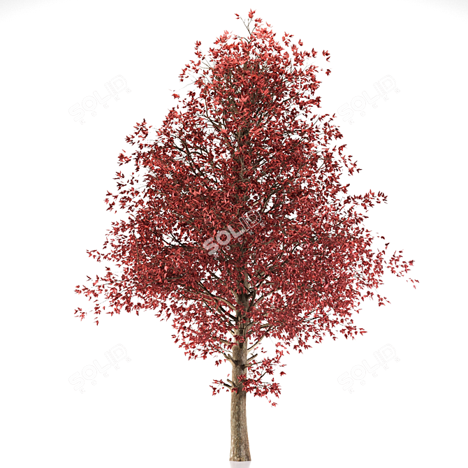 Amur Maple: Eastern Beauty 3D model image 6