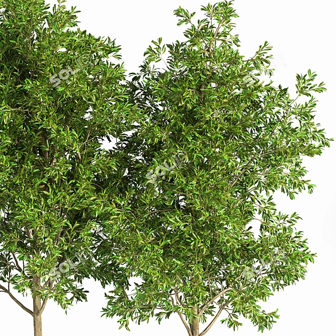 Outdoor Tree Plants 11 3D model image 4