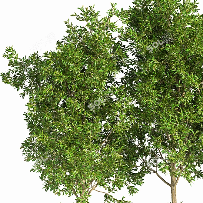 Outdoor Tree Plants 11 3D model image 5