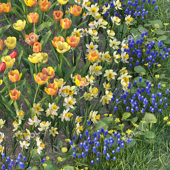 Flower Garden Paradise: Tulip, Narcissus, Muscari, Ficaria verna & Dandelion 3D model image 5